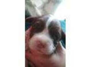 English Springer Spaniel Puppy for sale in Marengo, OH, USA