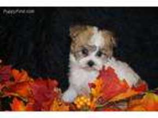 Buggs Puppy for sale in Pelham, GA, USA