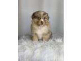 Miniature Australian Shepherd Puppy for sale in Portland, OR, USA