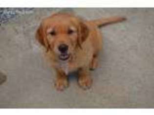 Golden Retriever Puppy for sale in Murphy, NC, USA