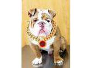 Olde English Bulldogge Puppy for sale in Cincinnati, OH, USA