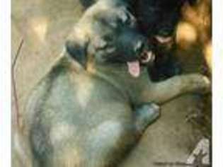 Anatolian Shepherd Puppy for sale in ALEXANDER, AR, USA