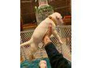 Dogo Argentino Puppy for sale in Largo, FL, USA