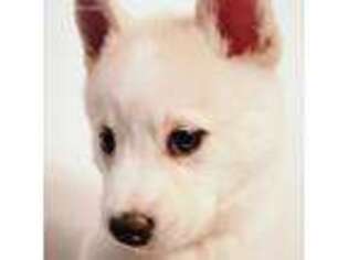 Siberian Husky Puppy for sale in Buffalo, NY, USA
