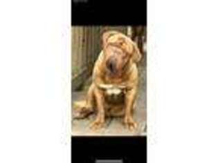 American Bull Dogue De Bordeaux Puppy for sale in Alvin, TX, USA