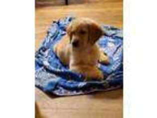 Golden Retriever Puppy for sale in Naugatuck, CT, USA