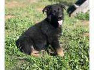 German Shepherd Dog Puppy for sale in Floresville, TX, USA