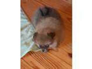 Pomeranian Puppy for sale in Dawson Springs, KY, USA