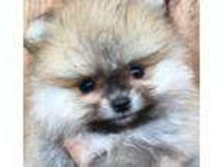 Pomeranian Puppy for sale in Hemet, CA, USA