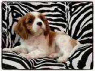 Cavalier King Charles Spaniel Puppy for sale in Arvonia, VA, USA