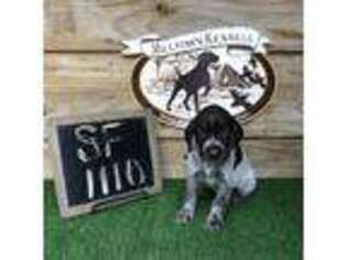 German Wirehaired Pointer Puppy for sale in Lakeland, GA, USA