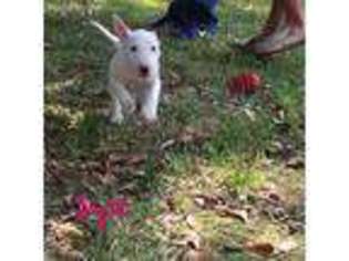 Bull Terrier Puppy for sale in Pittsburg, TX, USA