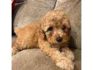 Mutt Puppy for sale in Bergenfield, NJ, USA