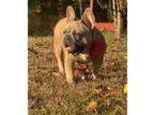 French Bulldog Puppy for sale in Vincentown, NJ, USA