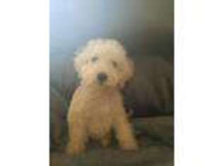 Labradoodle Puppy for sale in Cape Coral, FL, USA