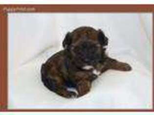 Mutt Puppy for sale in Russellville, AR, USA