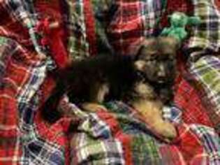 German Shepherd Dog Puppy for sale in Big Lake, AK, USA