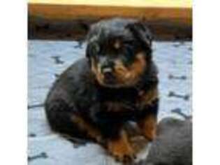 Rottweiler Puppy for sale in Zanesville, OH, USA