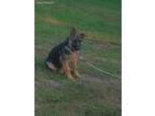 German Shepherd Dog Puppy for sale in Sparta, WI, USA