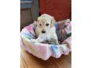 Goldendoodle Puppy for sale in Shelby, NC, USA