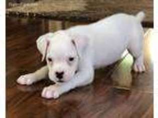 Boxer Puppy for sale in Apple Valley, CA, USA