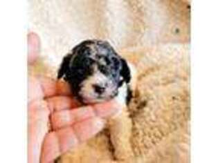 Mutt Puppy for sale in Green Bay, WI, USA