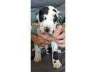 Great Dane Puppy for sale in Watertown, NY, USA