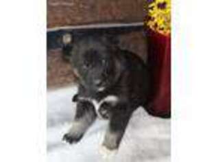 Siberian Husky Puppy for sale in Spring Mills, PA, USA