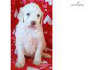 Goldendoodle Puppy for sale in North Platte, NE, USA