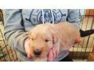 Golden Retriever Puppy for sale in Wasilla, AK, USA