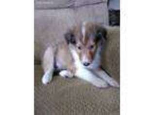 Collie Puppy for sale in Franklin, NC, USA