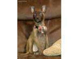 Belgian Malinois Puppy for sale in Yuma, AZ, USA