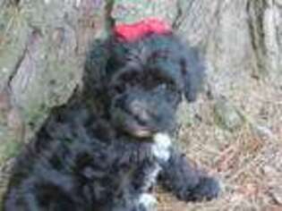 Schnoodle (Standard) Puppy for sale in Harrison, AR, USA