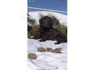 Labradoodle Puppy for sale in Conway, AR, USA