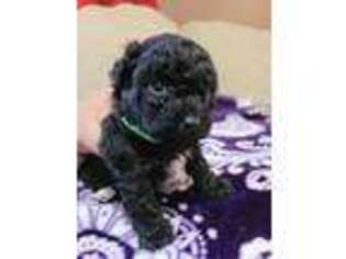 Mutt Puppy for sale in Green Bay, WI, USA