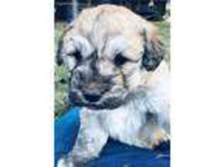 Mutt Puppy for sale in Chapel Hill, TN, USA