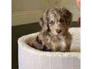 Mutt Puppy for sale in Frisco, TX, USA