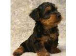 Silky Terrier Puppy for sale in Poplar Bluff, MO, USA