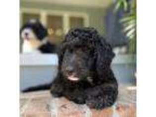 Goldendoodle Puppy for sale in Blythewood, SC, USA