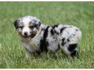Miniature Australian Shepherd Puppy for sale in Bokoshe, OK, USA