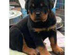 Rottweiler Puppy for sale in Hughesville, MD, USA
