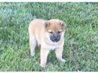 Shiba Inu Puppy for sale in Donnellson, IA, USA