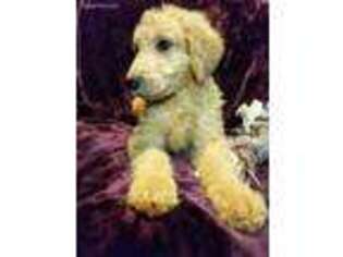 Goldendoodle Puppy for sale in Cocolalla, ID, USA