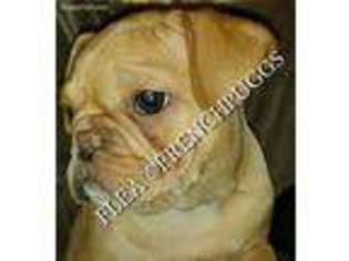 French Bulldog Puppy for sale in Clayton, WA, USA