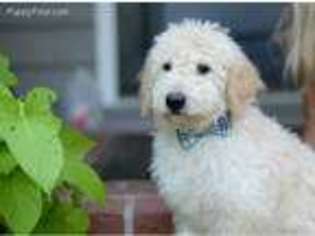 Goldendoodle Puppy for sale in Prince Frederick, MD, USA