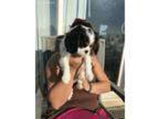 Cavalier King Charles Spaniel Puppy for sale in Bennett, CO, USA