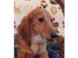 Dachshund Puppy for sale in Bonne Terre, MO, USA