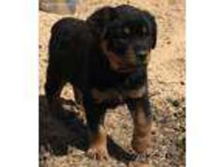 Rottweiler Puppy for sale in Licking, MO, USA