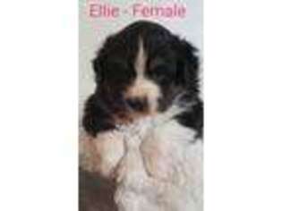 Miniature Australian Shepherd Puppy for sale in Maupin, OR, USA