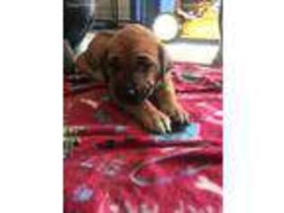 Rhodesian Ridgeback Puppy for sale in Divide, CO, USA